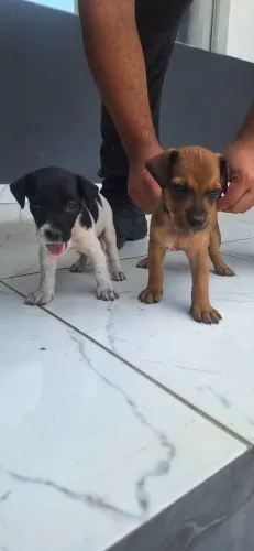 ADOÇÃO PORTE MÉDIO/ FÊMEAS