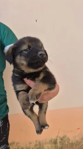 Doação de cachorrinhas