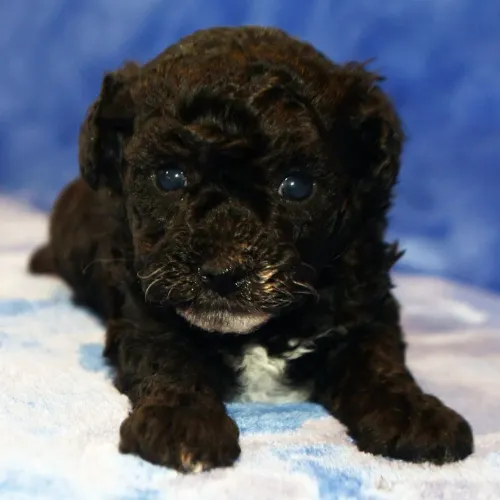 Filhotes Poodle Black: O cãozinho de companhia 