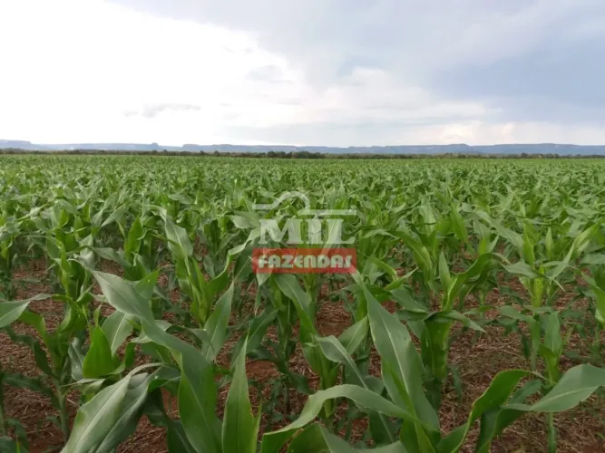 Fazenda Agrícola 70 km Palmas-TO. (300 Alqueires)