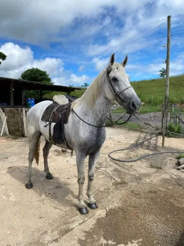 Cavalo para trabalho e passeio