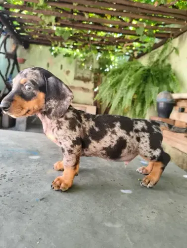 Dachshund / salsichinha MOFADINHO PARA ADOÇÃO