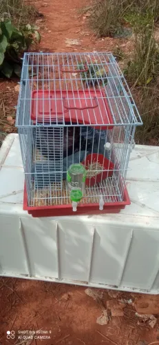 Gaiola para porquinho da índia