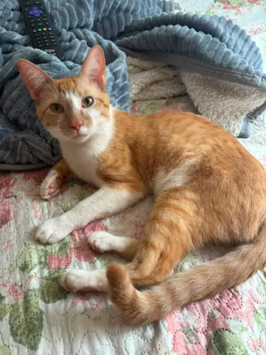 Doação Responsável para Gato