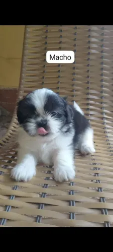 Vendo filhotes Shih-tzu mines puros 