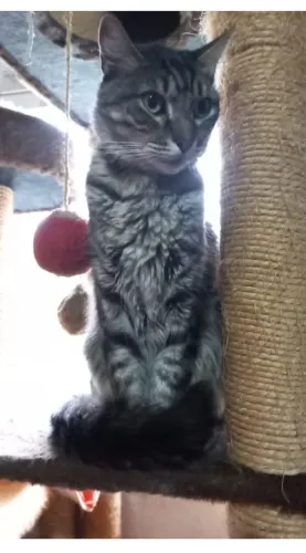 Adoção lindo gato tigrado cinza