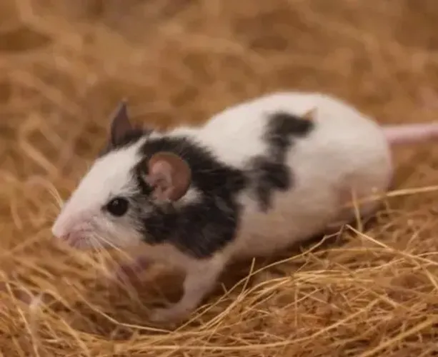 Mini ratinho (rato anão topolino de estimação)