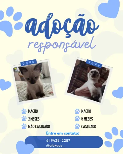 Adoção de gato