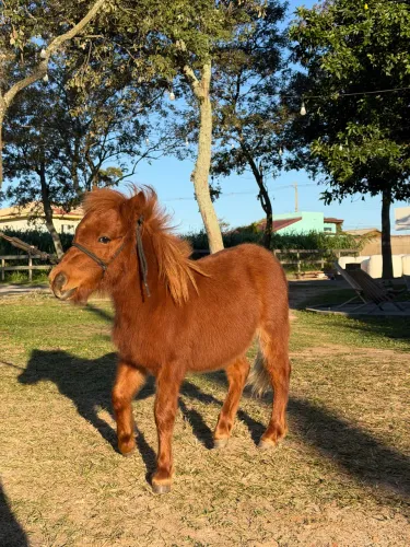 Mini pônei