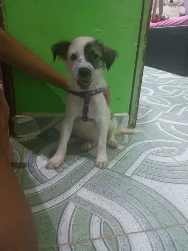 Doando cachorro filhote