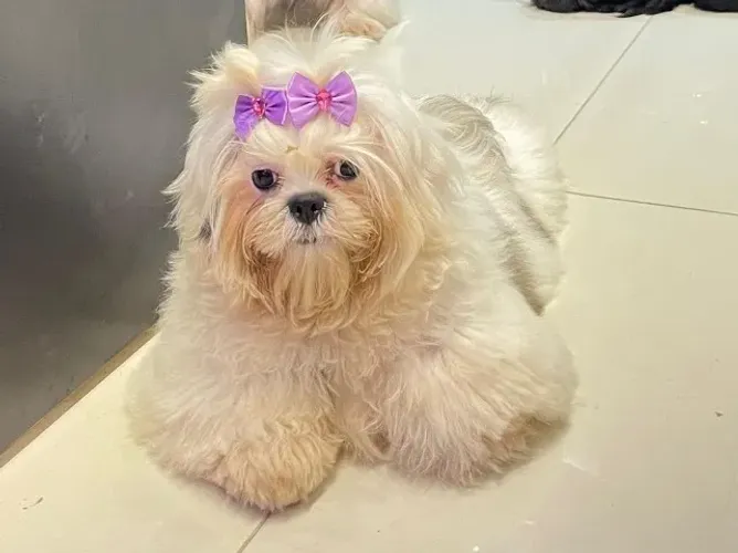 FILHOTE DE SHIH-TZU - RESERVE O SEU! ?