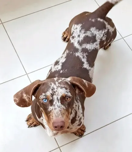 Basset 