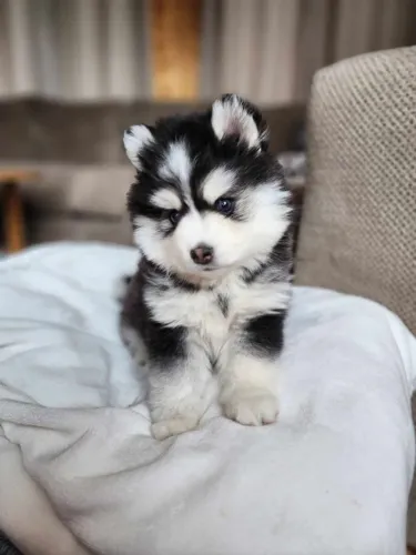 Filhotes de Husky Siberiano | Conheça cães que conquistam pela expressão!
