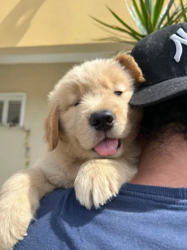 PROMOÇÃO | Golden Retriever Filhotes Premium