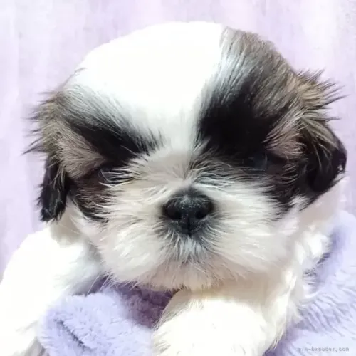 Cãozinho shih tzu/shitzu linhagem selecionada saudável e dócil para o lar