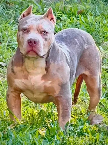Brazillian Bull - Macho Filhote