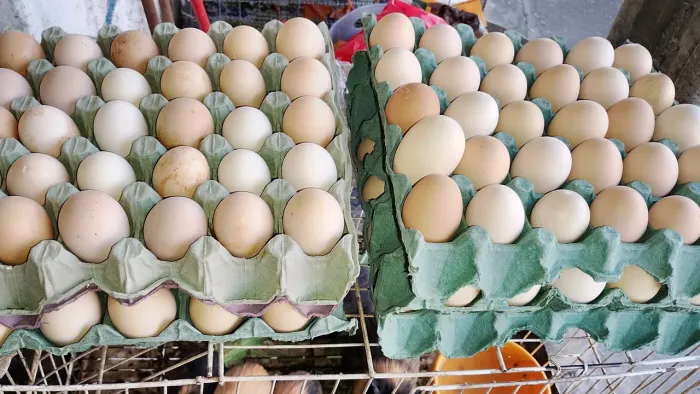 Vendo ovos galados de galinhas 
