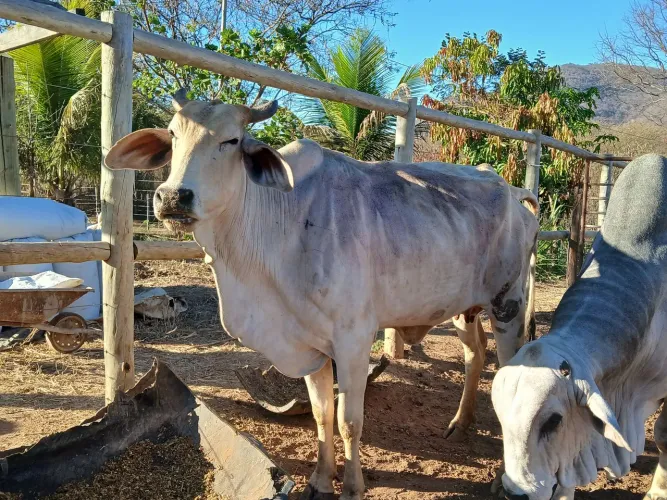 Vendo uma vaca nova pra recria