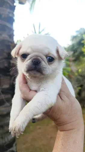 Linda pug branca femea 