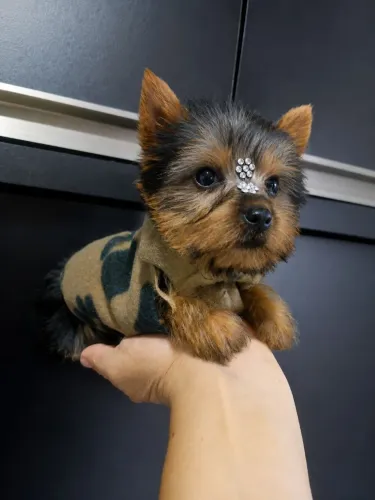 Yorkshire terrier fêmea