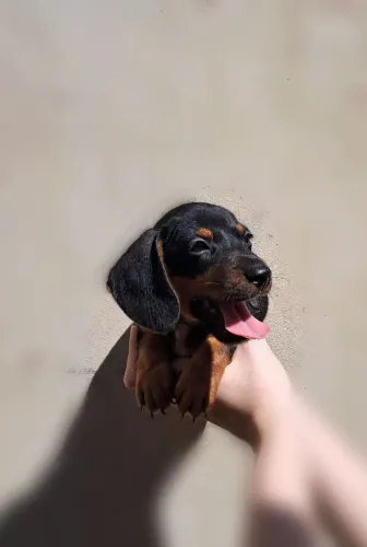 Filhotes Dachshund Famoso Salsicha Legítimo 12X Diversas Cores