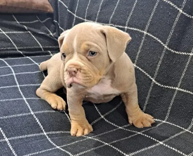 american bully pode perguntar estou aberto a conversa