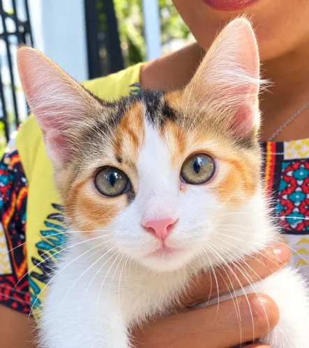 FILHOTE DE GATO LINDA (Van Turco e Angorá) 3 MESES