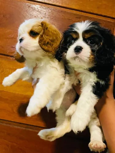 Imperdível! Cavalier king charles