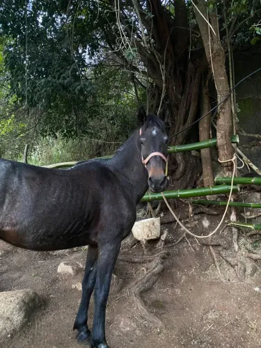 Vendo cavalo 