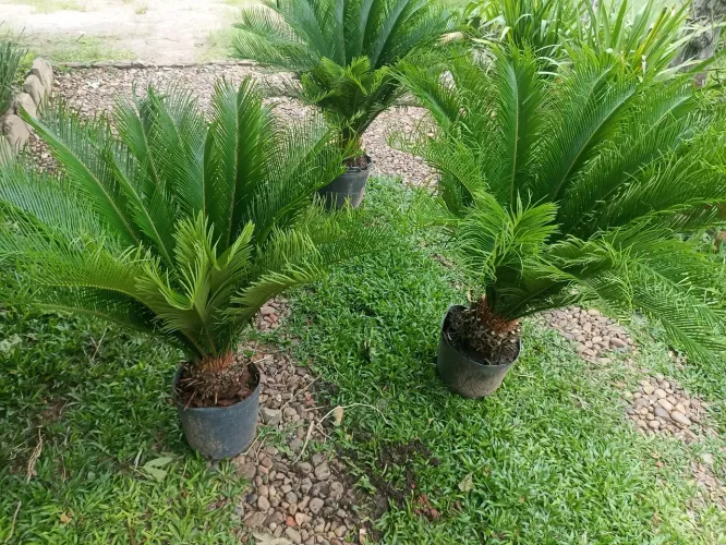 3 Cicas