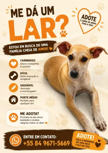 Está precisando de um lar!