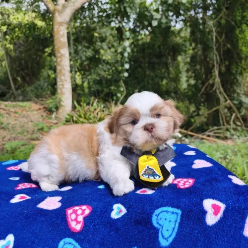 Shih tzu 