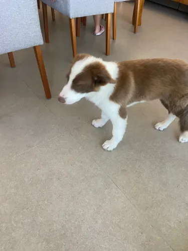 Border Collie filhote