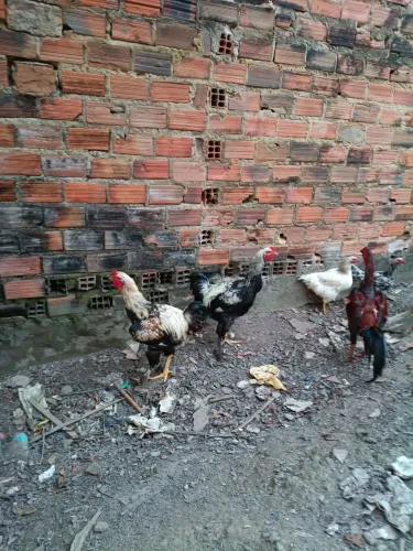 Vendo frangos tenho gsb e tenho Brahma interessados entrar em contato pelo *28