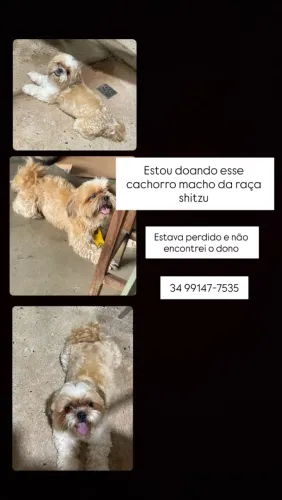 Doa-se Shitzu macho 