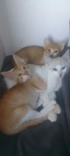Doação de filhotes de gato
