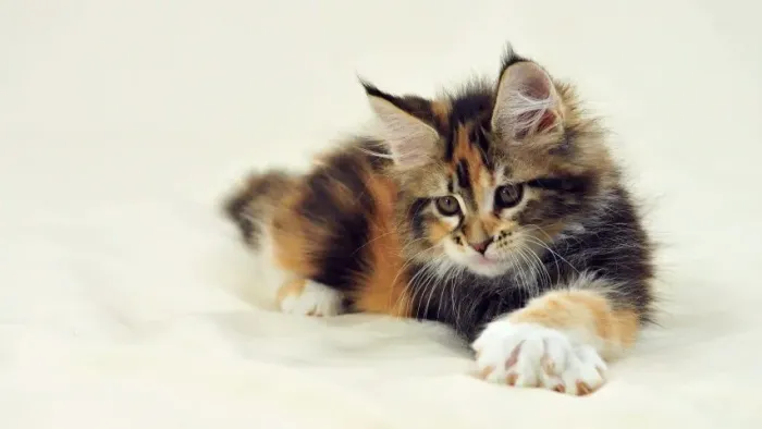 Maine Coon Gato Gigante