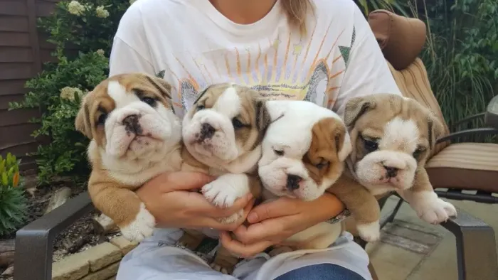 Bulldog Inglês,Bulldog Inglês Filhote Muito Amoroso e Dócil