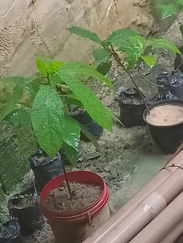 Mudas de abacateiro