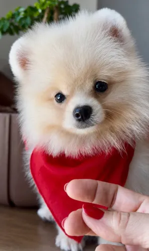Lulu da pomerânia machinho