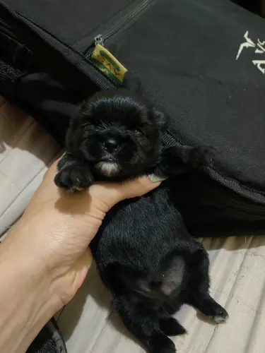 Shitzu+shipoo