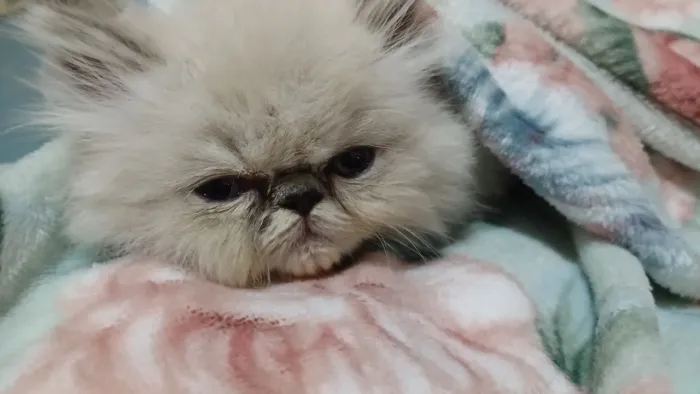Lindo filhote de gato persa macho olhos azuis pura.Parcelo.Entrego em Curitiba e região