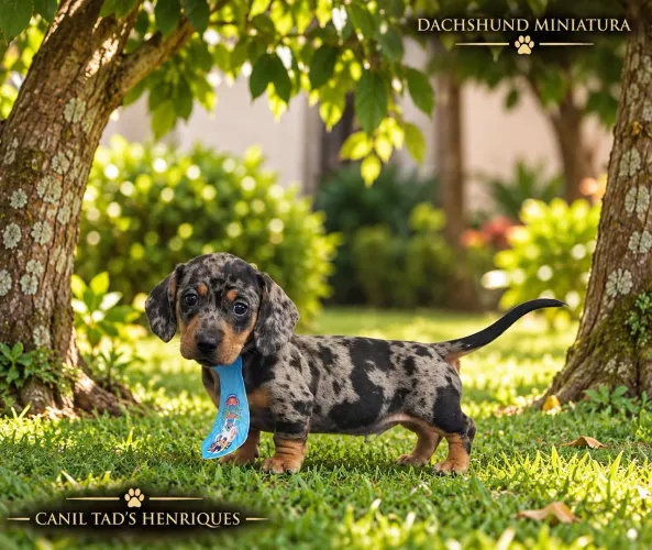 DACHSHUND MINIATURA - LINDOS FILHOTES