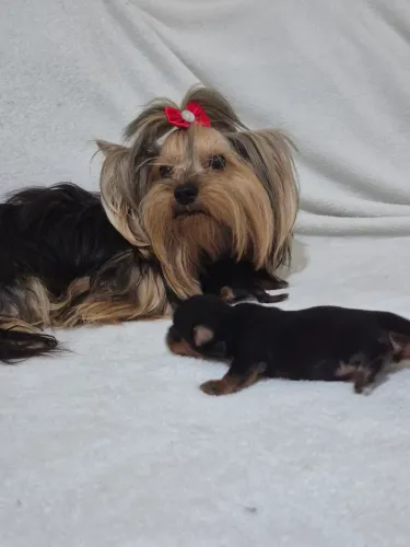 Yorkshire Terrier