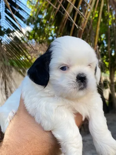Shih Tzu macho puro  