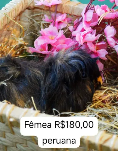 Porquinho da índia peruano Machos e fêmeas porquinho hamster Twister coelho mini filhotes