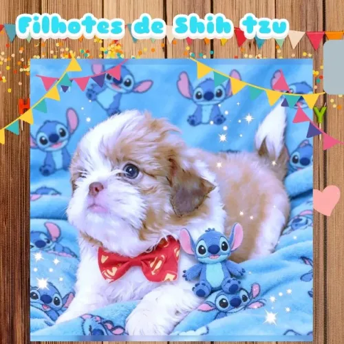 Lindíssimos filhotes de Shih tzu disponíveis.
