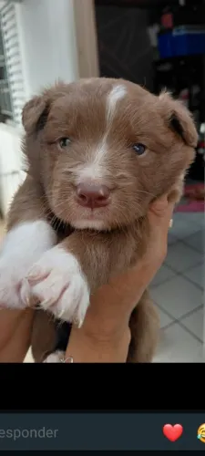Border Collie 