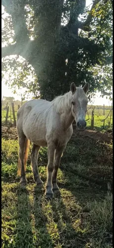 Doa-se cavalo