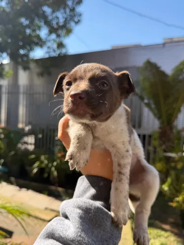 Cachorros para Doação